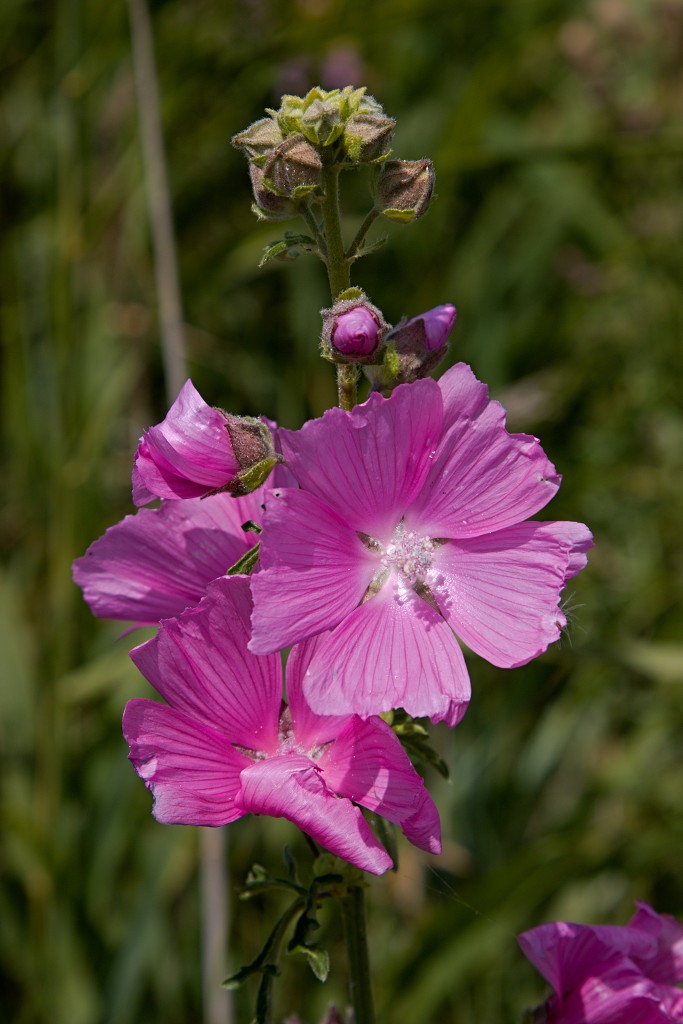 tiengemeten natuur natuurgebied natuurmonumenten hdr schotse hooglanders rien poortvliet museum eiland polder platteland